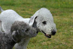 Argo & Biffen